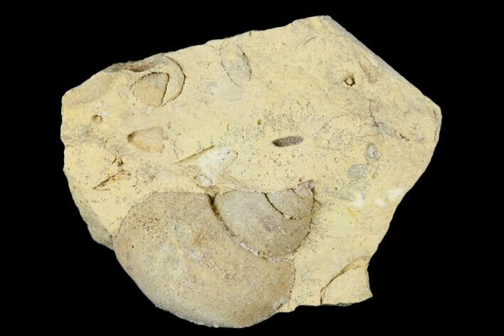 Ordovician Gastropod (Trochonema) Fossil - Wisconsin #174394